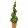 FLORASELF® Buxus Sempervirens 'Spiraal' -FLORASELF Verkoop DV 8 4674485 01 4c DE 20190118051652