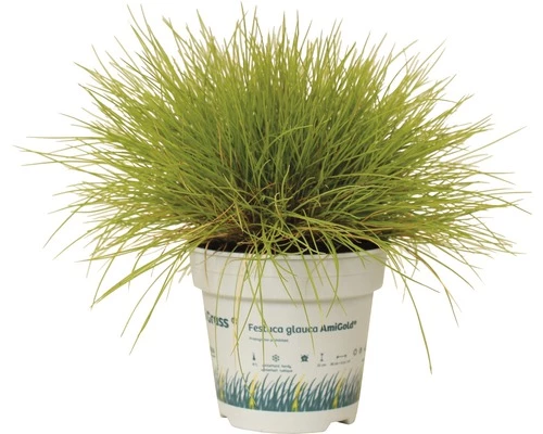 FLORASELF® Schapengras Festuca Glauca 'Amigold'® Potmaat Ø10,5 Cm 4 FLORASELF® Schapengras Festuca Glauca 'Amigold'® Potmaat Ø10,5 Cm - Afbeelding 2