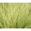 FLORASELF® Schapengras Festuca Glauca 'Amigold'® Potmaat Ø10,5 Cm -FLORASELF Verkoop DV 8 4676292 02 4c DE 20210427164656