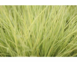 FLORASELF® Schapengras Festuca Glauca 'Amigold'® Potmaat Ø10,5 Cm