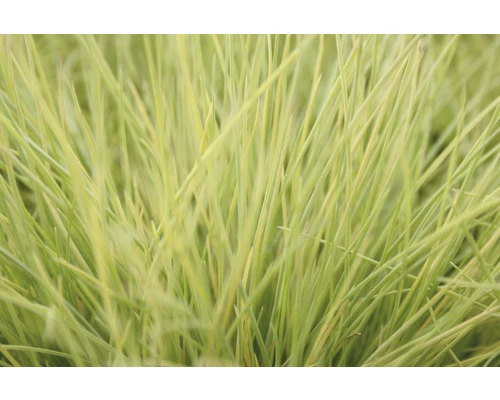 FLORASELF® Schapengras Festuca Glauca 'Amigold'® Potmaat Ø10,5 Cm 3 FLORASELF® Schapengras Festuca Glauca 'Amigold'® Potmaat Ø10,5 Cm