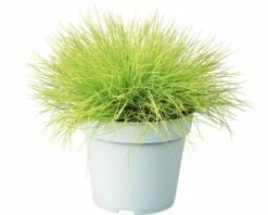 FLORASELF® Schapengras Festuca Glauca 'Amigold' ® Potmaat Ø17 Cm -FLORASELF Verkoop DV 8 4676293 02 4c NL 20210427161753