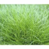 FLORASELF® Schapengras Festuca Gautieri 'Amigreen' ® Potmaat Ø17 Cm -FLORASELF Verkoop DV 8 4676294 02 4c DE 20210427161753