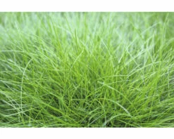 FLORASELF® Schapengras Festuca Gautieri 'Amigreen' ® Potmaat Ø17 Cm