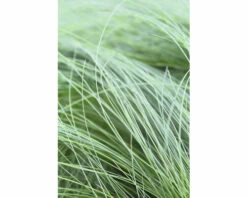 FLORASELF® Vedergras Stipa Tenuissima 'Ponytails' Potmaat Ø10,5 Cm