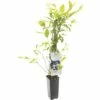 FLORASELF® Blauwe Bes Vaccinium Corymbosum 'Duke' Potmaat Ø 10 Cm -FLORASELF Verkoop DV 8 4681461 01 4c NL 20200218174757