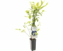 FLORASELF® Blauwe Bes Vaccinium Corymbosum 'Duke' Potmaat Ø 10 Cm