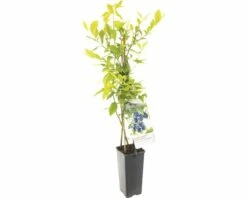 FLORASELF® Blauwe Bes Vaccinium Corymbosum 'Goldtraube' Potmaat Ø 10 Cm