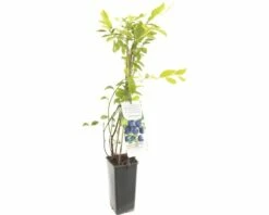 FLORASELF® Blauwe Bes Vaccinium Corymbosum 'Jersey' Potmaat Ø 10 Cm
