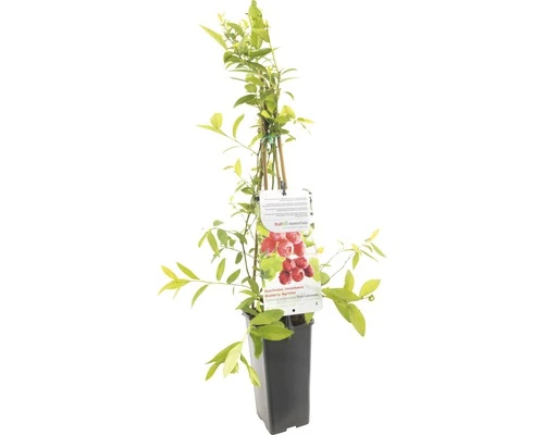 FLORASELF® Blauwe Bes Vaccinium Corymbosum 'Pink Lemonade' Potmaat Ø 10 Cm 3 FLORASELF® Blauwe Bes Vaccinium Corymbosum 'Pink Lemonade' Potmaat Ø 10 Cm