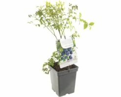 FLORASELF® Blauwe Bes Vaccinium Corymbosum 'Goldtraube' Potmaat Ø 18 Cm