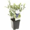 FLORASELF® Blauwe Bes Vaccinium Corymbosum 'Hortblue Petite' Potmaat Ø 18 Cm -FLORASELF Verkoop DV 8 4681466 01 4c NL 20200218181658
