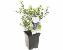 FLORASELF® Blauwe Bes Vaccinium Corymbosum 'Hortblue Petite' Potmaat Ø 18 Cm