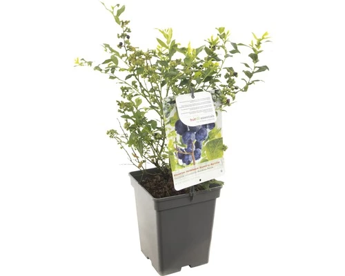 FLORASELF® Blauwe Bes Vaccinium Corymbosum 'Hortblue Petite' Potmaat Ø 18 Cm 3 FLORASELF® Blauwe Bes Vaccinium Corymbosum 'Hortblue Petite' Potmaat Ø 18 Cm