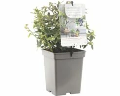 FLORASELF® Blauwe Bes Vaccinium Corymbosum 'Sunshine Blue' Potmaat Ø 18 Cm