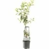 FLORASELF® Appelboom Wonder Tree 'Delcorf' Ø24 Cm Wit -FLORASELF Verkoop DV 8 4681470 01 4c NL 20200218174757