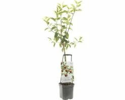 FLORASELF® Appelboom Wonder Tree 'Delcorf' Ø24 Cm Wit