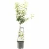 FLORASELF® Perenboom Wonder Tree 'Doyenne Du Comice' Ø24 Cm Wit -FLORASELF Verkoop DV 8 4681471 01 4c NL 20200218194750