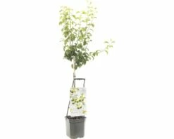 FLORASELF® Perenboom Wonder Tree 'Doyenne Du Comice' Ø24 Cm Wit
