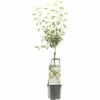 FLORASELF® Perenboom Wonder Tree 'Gieser Wildeman' Ø24 Cm Wit -FLORASELF Verkoop DV 8 4681474 01 4c NL 20200218194750