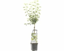 FLORASELF® Perenboom Wonder Tree 'Gieser Wildeman' Ø24 Cm Wit