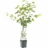 FLORASELF® Kersenboom Wonder Tree 'Lapins' Ø24 Cm Wit -FLORASELF Verkoop DV 8 4681475 01 4c NL 20200218194750