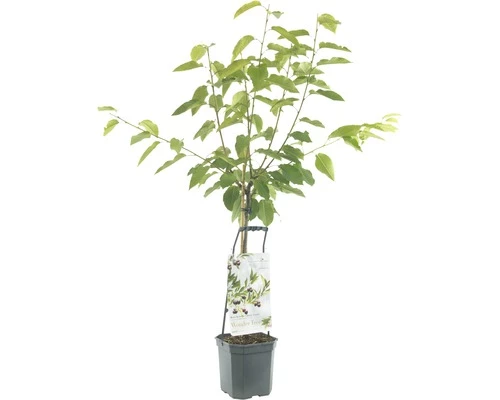FLORASELF® Kersenboom Wonder Tree 'Lapins' Ø24 Cm Wit 3 FLORASELF® Kersenboom Wonder Tree 'Lapins' Ø24 Cm Wit