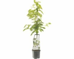 FLORASELF® Kersenboom Wonder Tree 'Regina' Ø24 Cm Wit
