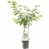 FLORASELF® Kersenboom Wonder Tree 'Sunburst' Ø24 Cm Wit -FLORASELF Verkoop DV 8 4681478 01 4c NL 20200218194750