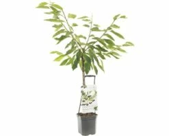 FLORASELF® Kersenboom Wonder Tree 'Sunburst' Ø24 Cm Wit