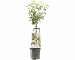 FLORASELF® Appelboom Wonder Tree 'Topaz' Ø24 Cm Wit