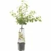 FLORASELF® Pruimenboom Wonder Tree 'Victoria' Ø24 Cm Wit -FLORASELF Verkoop DV 8 4681480 01 4c NL 20200218201651