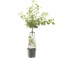 FLORASELF® Pruimenboom Wonder Tree 'Victoria' Ø24 Cm Wit