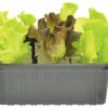 FLORASELF Sla Mix Lactuca Sativa H 3-5 Cm Set 6 St 1 FLORASELF Sla Mix Lactuca Sativa H 3-5 Cm Set 6 St -FLORASELF Verkoop DV 8 4681485 01 4c NL 20210317161755