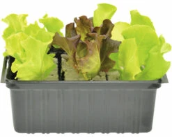 FLORASELF Sla Mix Lactuca Sativa H 3-5 Cm Set 6 St
