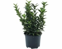 FLORASELF® Kardinaalshoed Euonymus Japonicus 'Microphyllus'