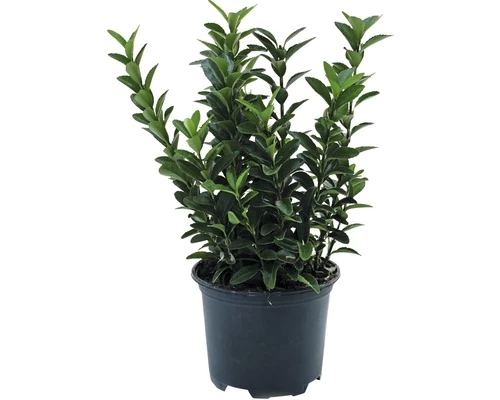 FLORASELF® Kardinaalshoed Euonymus Japonicus 'Microphyllus' 3 FLORASELF® Kardinaalshoed Euonymus Japonicus 'Microphyllus'