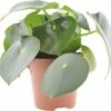 FLORASELF Peperomia Rain Drop Ø12 Cm H20-30 Cm