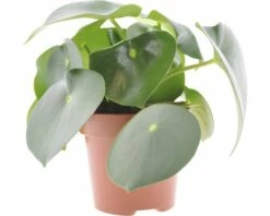 FLORASELF Peperomia Rain Drop Ø12 Cm H20-30 Cm
