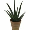 FLORASELF Aloe Vera Potmaat Ø 12 Cm H 35-45 Cm -FLORASELF Verkoop DV 8 5033696 01 4c CH 20180117212444