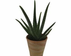 FLORASELF Aloe Vera Potmaat Ø 12 Cm H 35-45 Cm