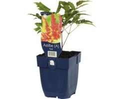 FLORASELF Pluimspirea Astilbe Arendsii Ø 11 Cm