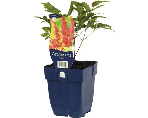 FLORASELF Pluimspirea Astilbe Arendsii Ø 11 Cm 3 FLORASELF Pluimspirea Astilbe Arendsii Ø 11 Cm
