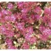 FLORASELF Vetkruid Sedum Spurium Ø 11 Cm -FLORASELF Verkoop DV 8 5048305 03 4c DE 20210114221650