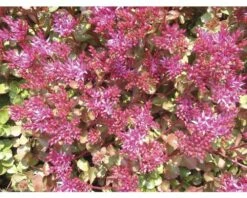 FLORASELF Vetkruid Sedum Spurium Ø 11 Cm