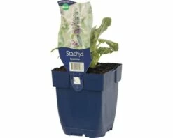 FLORASELF Ezelsoor Stachys Byzantina Ø 11 Cm