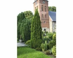 FLORASELF® Westerse Levensboom Thuja Occidentalis 'Smaragd' Potmaat Ø12 Cm -FLORASELF Verkoop DV 8 5075301 02 4c DE 20190828104755
