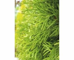 FLORASELF® Westerse Levensboom Thuja Occidentalis 'Smaragd' Potmaat Ø12 Cm -FLORASELF Verkoop DV 8 5075301 04 4c DE 20200311071127