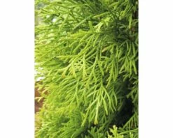 FLORASELF® Westerse Levensboom Thuja Occidentalis 'Smaragd' Potmaat Ø12 Cm -FLORASELF Verkoop DV 8 5075301 05 4c DE 20200311071220