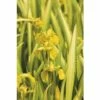 FLORASELF Gele Lis Iris Pseudacorus Variegatus Potmaat Ø 18.0 Cm H 15-25 Cm -FLORASELF Verkoop DV 8 5088791 01 4c DE 20190311164759